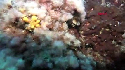 Marmara Denizi’nin dibini 1 yıl arayla gözlemledi