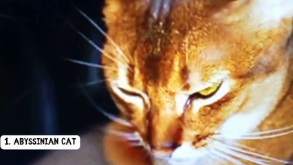 Intip Kucing Bulu Pendek yg menggemaskan yuk