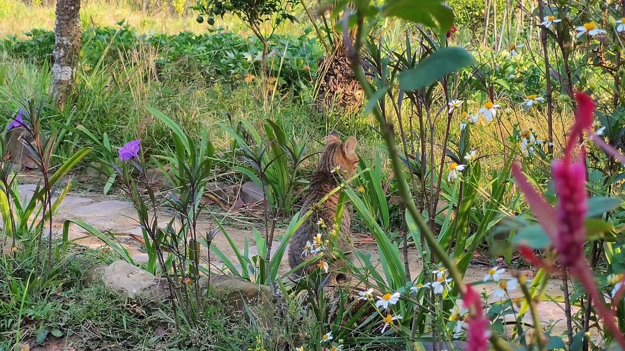 Harvest melon. Grow lots of vegetables, cabbage and broccoli