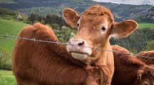 In welchem Altern sterben Nutztiere in Deutschland