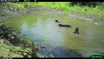Bear Family Enjoys Splashing and Playing Around Conservation Area