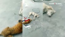 Oyuncak kaplanı bir anda karşısında gören sokak köpeğinin aklı çıktı