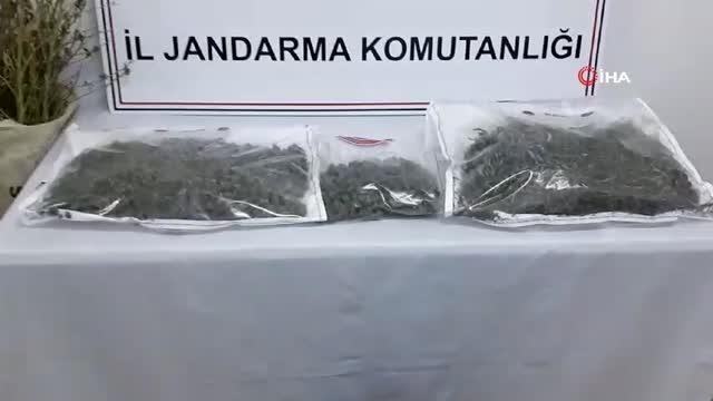 Amasya'da 4 kilo kubar esrar ve 20 kök kenevir bitkisi ele geçirildi