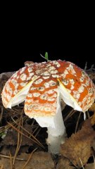 Growing Mushroom Time Lapse ❤️
