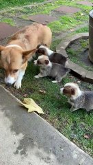 Mama Separates the Children