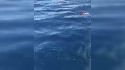 Yunuslardan görsel şölen kamerada