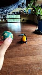 Toucan May Have Been a Dog in Previous Life