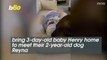 Heart-melting Moment When Dog Meets Her Baby Brother