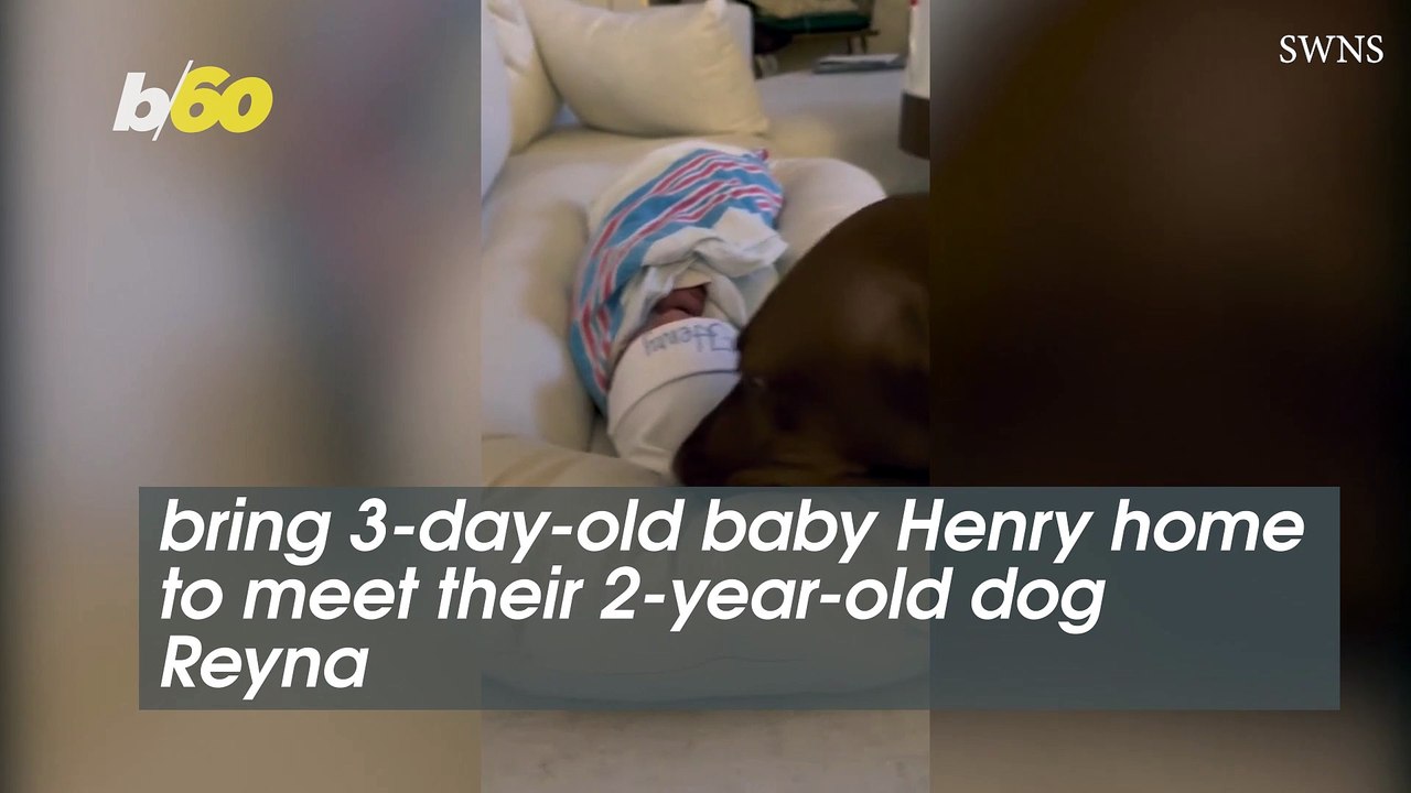 Heart-melting Moment When Dog Meets Her Baby Brother