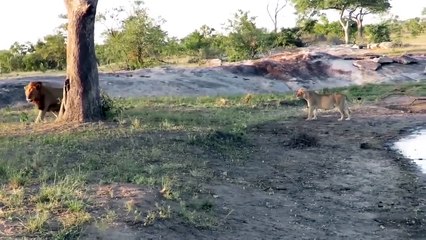 Aghast! The Lions Killed the Crocodile That Threatened Teammates in the Swamp ►Lion Is King Of Land