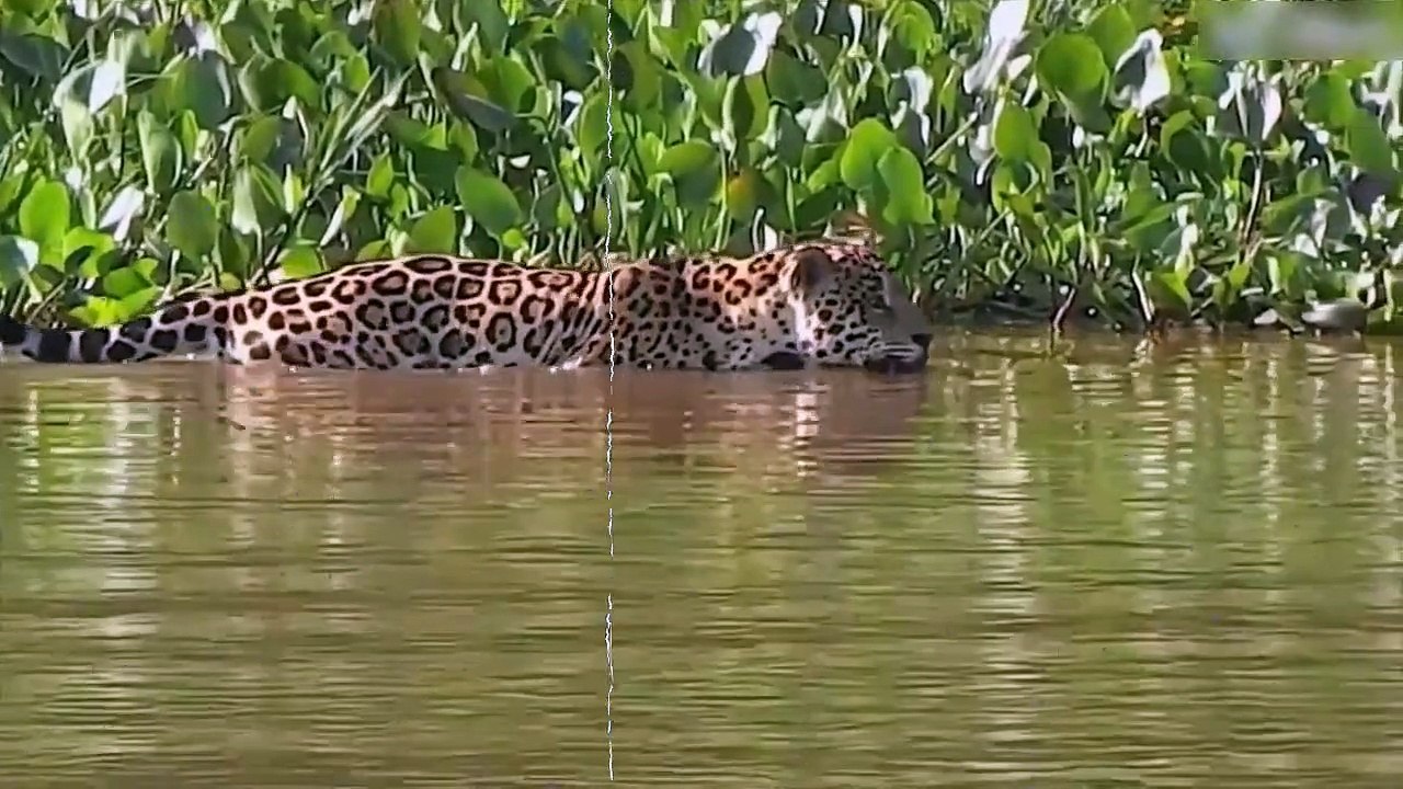 Amazing Jaguar Hunting Crocodile While Sleeping - Leopard Hunting Fail - Leopard Vs Crocodile