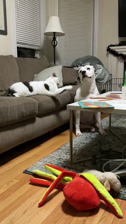 Cat Commands Dog to Lay Down