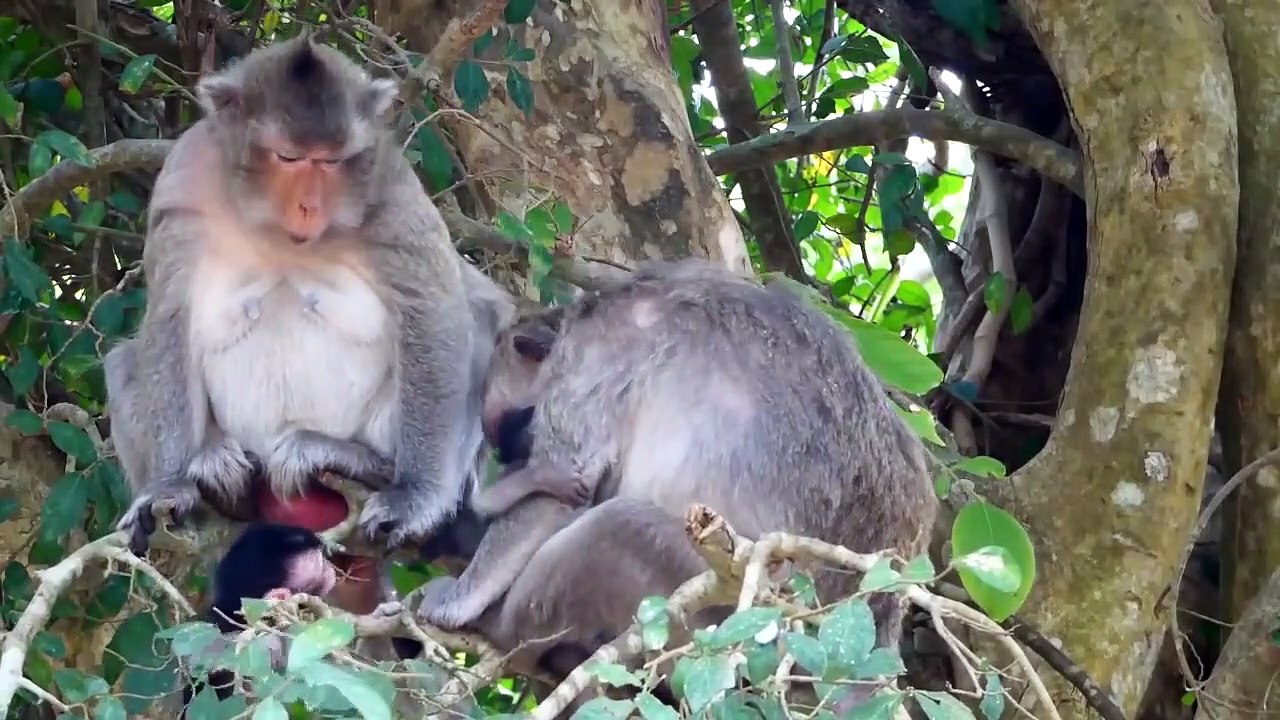 Wild Horse Severely Injured By Crocodile Attack► Komodo Take The Opportunity To Attack And Eat Horse