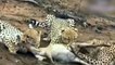 Leopard, Lion Steal Cheetah's Prey - Cheetah VS Lion - Cheetah vs Leopard - Wild Animals Attack