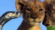 Lions Vs King Cobra Fight To Death - Lion Cubs Escaped From Snake Hunting And Returned With Mother