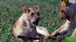 Amazing Lion Ambush Newborn Wildebeest - Wildebeest Giving Birth - Lion Vs Wildebeest Real Fight