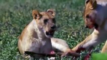 Amazing Lion Ambush Newborn Wildebeest - Wildebeest Giving Birth - Lion Vs Wildebeest Real Fight