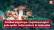 ‘Cogumelo mágico’ pode reduzir sintomas da depressão, alega pesquisa