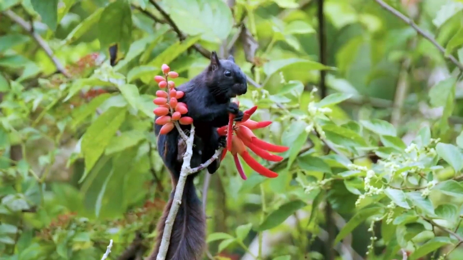 ⁣The Ultimate Wild Animals Collection on an 8K Ultra HD or 8K Television