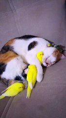 Kitty Cuddles with the Birds
