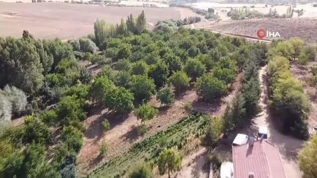 İç Anadolu Bölgesi seracılık ve gıda üretimde üs bölgesi haline gelecek