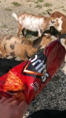 Goat Helps Itself to Doritos