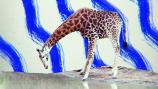 Giraffe Can't Drink Because Water Keeps Falling Out