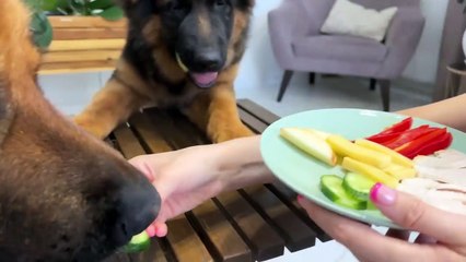 Impatient Baby Puppy and German Shepherd Reviews Food