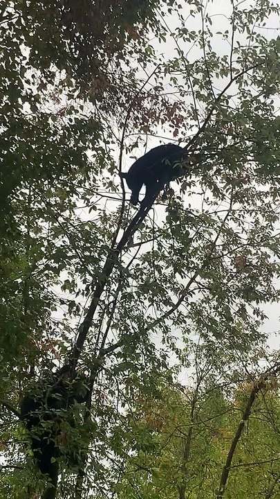 Joggers Pass Bear in Tree