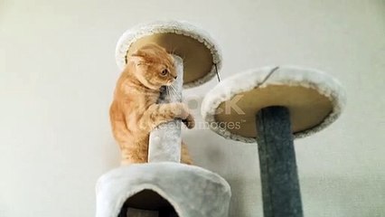 Cat fun _ dancing ❤️❤️