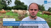 Alimentation des vaches allaitantes : un compromis entre le tout herbe et le tout maïs