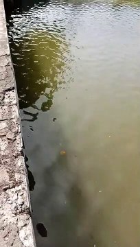 Spot Mancing Barramundi di Kali Muara Glayem Indramayu Jawa Barat