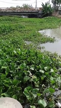 Spot Mancing Ikan Betok Tegalurung Indramayu