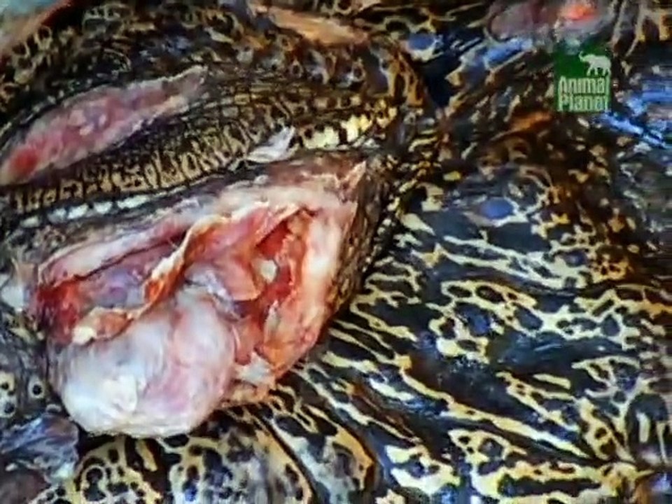 Crocodile Hunter Staffel 2 Folge 9 HD Deutsch