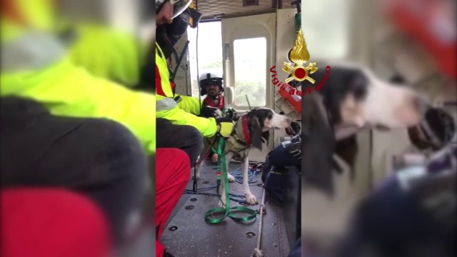 Matera, Vigili del Fuoco salvano un cane da caccia caduto in un dirupo