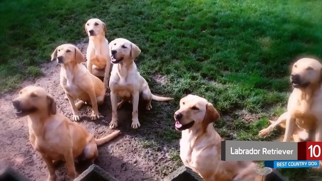 Top 10 Dog Breeds Perfect for the Country