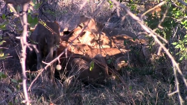 Animals real fights - Attack lions, hyenas and cheetahs - Animal attacks