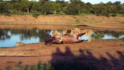 Lions attack buffalo - Animal attacks