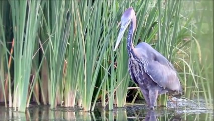 7 CRAZIEST Animal Fights Caught On Camera - Animals attack