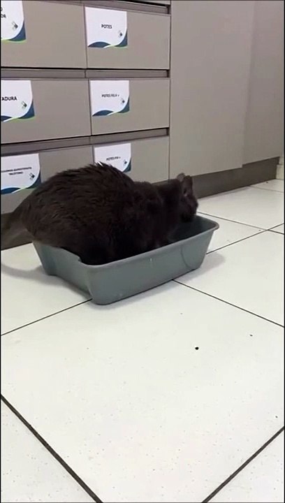 Sale journée pour ce chat... Problème de litière