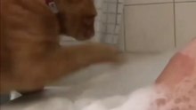 funny cat vidios..Laugh before laughing is forbidden