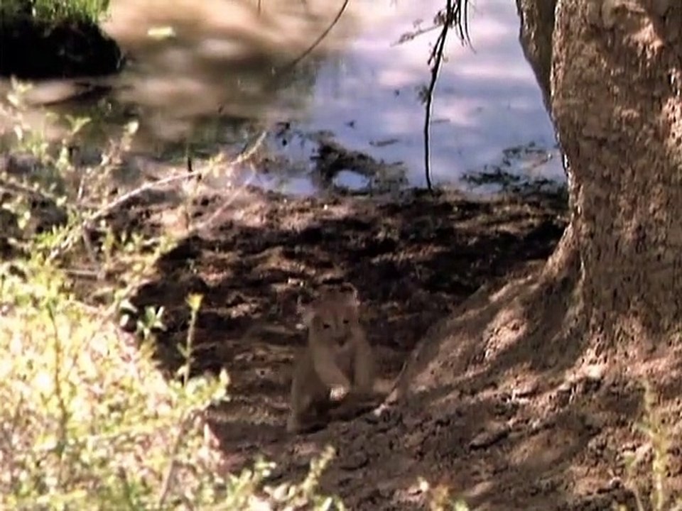 Frei geboren - Königin der Wildnis Staffel 1 Folge 10 HD Deutsch