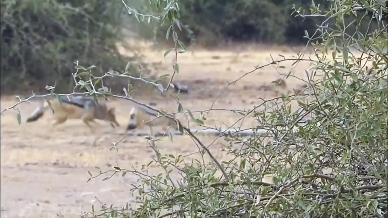 Honey badger and jackals attack a huge python! Animals Fight