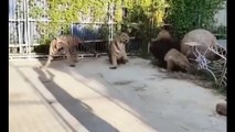 Animals Fights! Tigers Vs Lions & Bear! Epic Tiger Fights