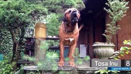 Top 10 Dangerous Dogs Liked by Mafia Gangs