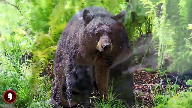 Top 10 Most Shocking Moments Caught At The Zoo