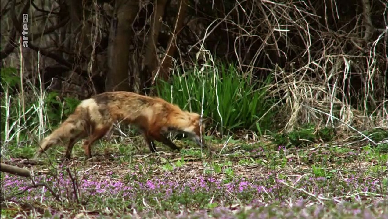 An den Ufern des Mississippi Staffel 1 Folge 3 HD Deutsch