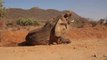 La sequía en Kenia deja 205 elefantes muertos en los últimos diez meses