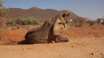 La sequía en Kenia deja 205 elefantes muertos en los últimos diez meses