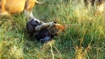 Fight To Death! Lions vs Hyenas! Surprise Animal Attacks